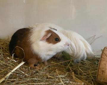 Meerschweinchen