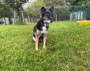 Fundtier Tier-ID 37711