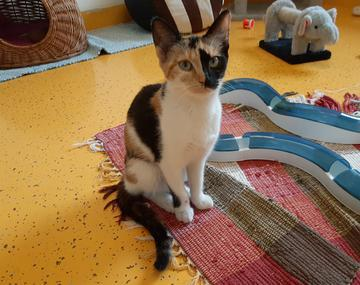 Europäische Hauskatze