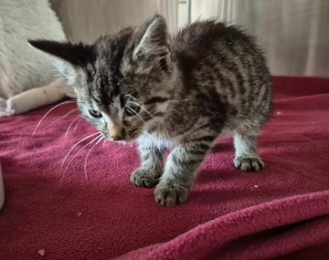 Europäische Hauskatze