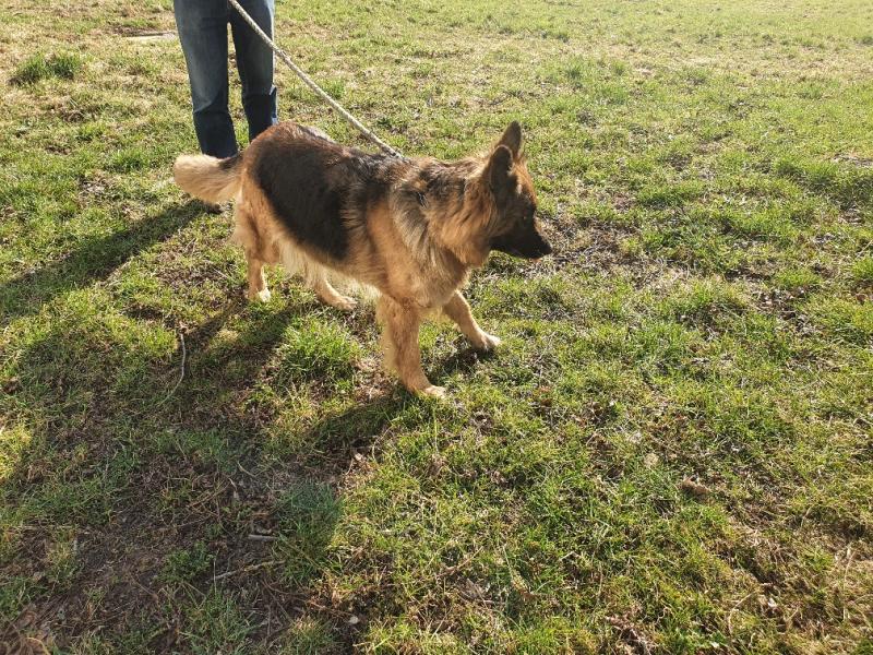 Schäferhund