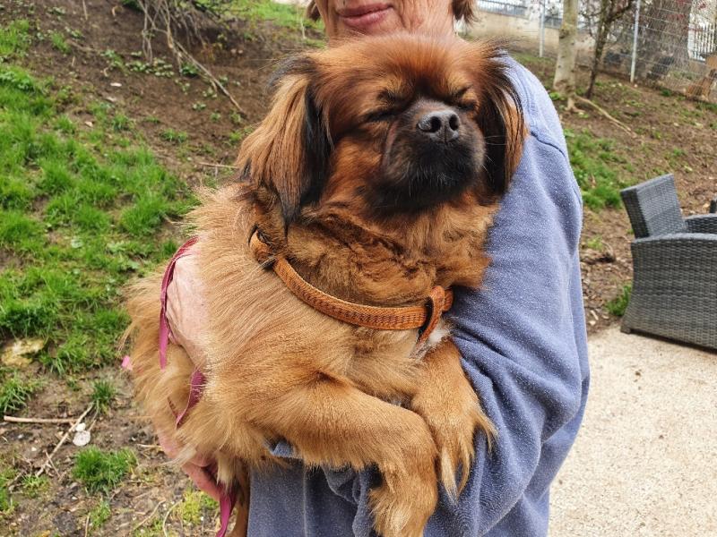 Pekinese