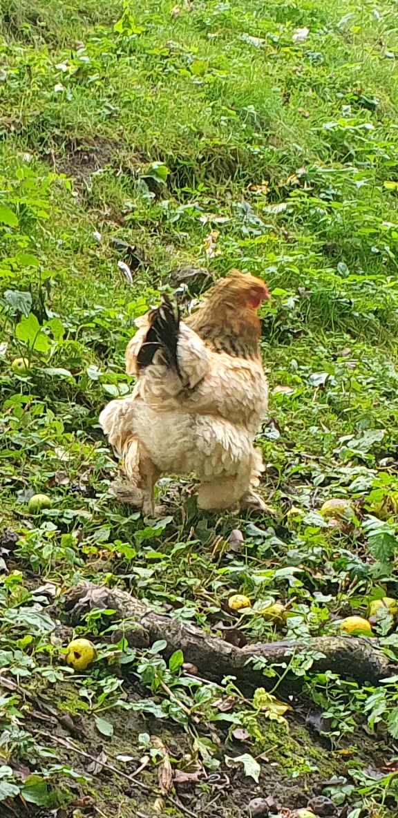 Geflügel