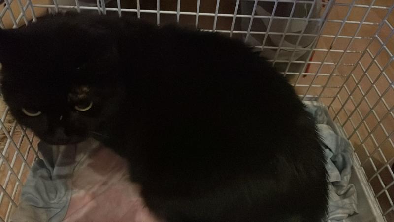Europäische Hauskatze