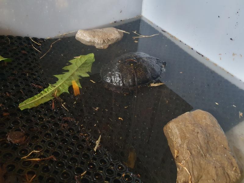 Reptilien/Amphibien
