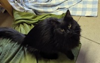 Europäische Hauskatze