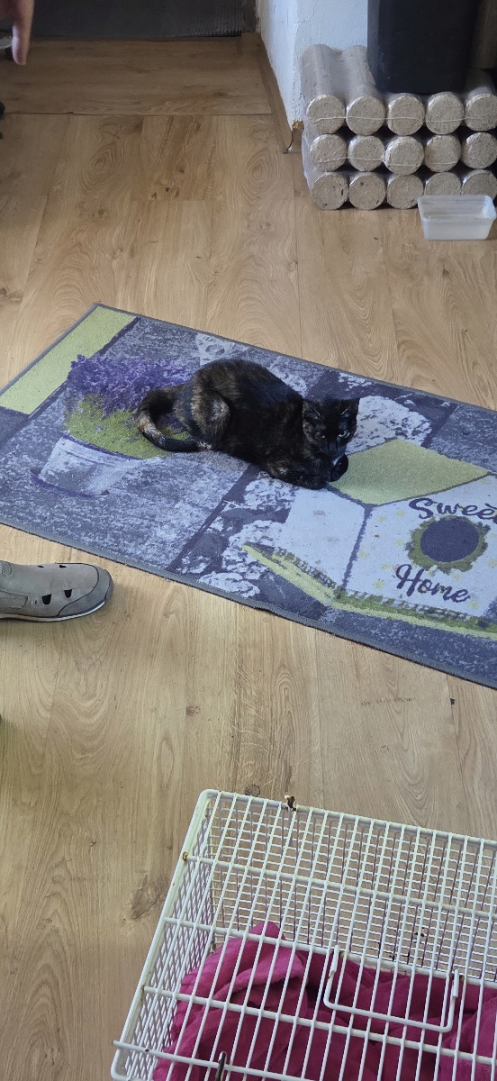 Europäische Hauskatze