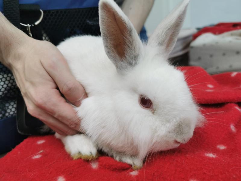 Kaninchen