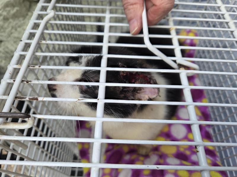 Europäische Hauskatze