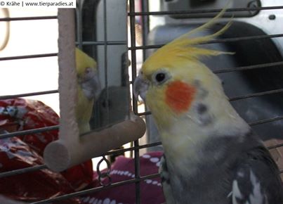 Nymphensittich