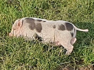 Fundtier Tier-ID 30769