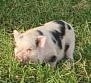 Fundtier Tier-ID 30770