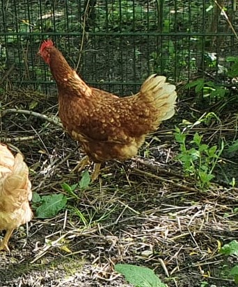 Fundtier Tier-ID 25034