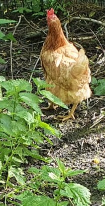 Fundtier Tier-ID 25035