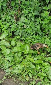 Fundtier Tier-ID 25392