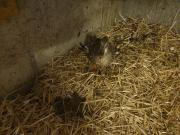 Fundtier Tier-ID 26864