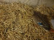 Fundtier Tier-ID 26865