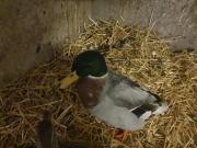 Fundtier Tier-ID 26866