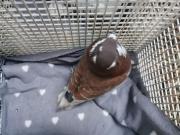 Fundtier Tier-ID 27036