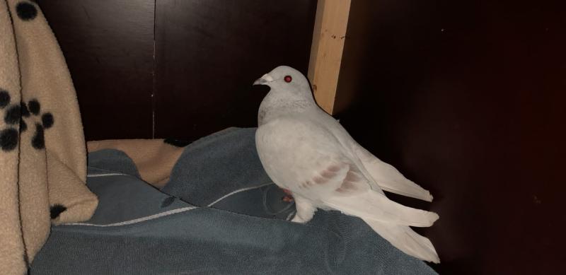 Fundtier Tier-ID 27594