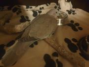 Fundtier Tier-ID 27600