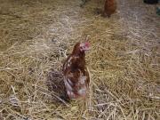 Fundtier Tier-ID 28471