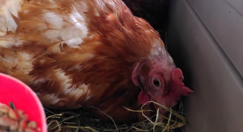 Fundtier Tier-ID 26472