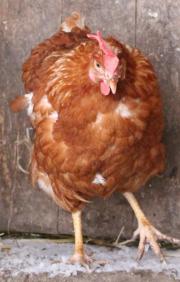 Fundtier Tier-ID 26611