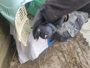 Fundtier Tier-ID 32096