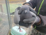 Fundtier Tier-ID 32092