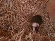 Fundtier Tier-ID 21151