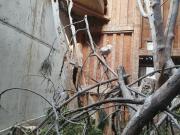 Fundtier Tier-ID 21159