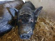 Fundtier Tier-ID 23973