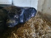 Fundtier Tier-ID 23974