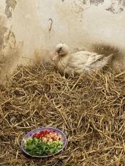 Fundtier Tier-ID 32163