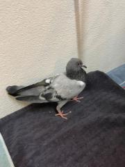 Fundtier Tier-ID 32097