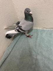 Fundtier Tier-ID 32099