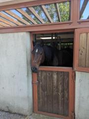 Fundtier Tier-ID 32849