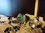 Fundtier Tier-ID 28562