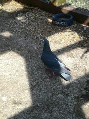 Fundtier Tier-ID 21145