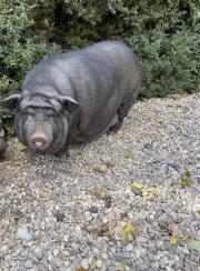 Fundtier Tier-ID 23803