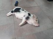 Fundtier Tier-ID 23801