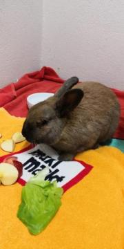 Fundtier Tier-ID 23942