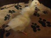 Fundtier Tier-ID 30242