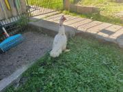 Fundtier Tier-ID 29189