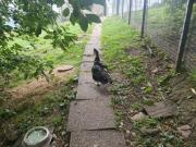 Fundtier Tier-ID 29343