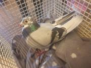 Fundtier Tier-ID 29344