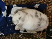 Fundtier Tier-ID 31215