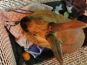 Fundtier Tier-ID 31218