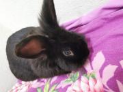 Fundtier Tier-ID 32086